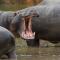 Pumba Private Game Reserve - Грейамстаун