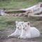 Pumba Private Game Reserve