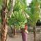 Tropical Garden Cottage Antigua