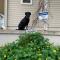 Amazing Views Pet Friendly Bed and Breakfast