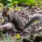 Linwater Caravan Park - Luxury Lodges and Static Caravans near Edinburgh - 纽布里奇