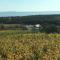 Holiday Home in Dörgicse Vineyard