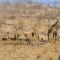 Mbizi Bush Lodge