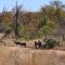 Mbizi Bush Lodge