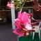 Oleander B&B