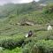 Tianyi Homestay
