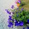 Les gites du lavoir photo 11