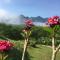 Billion Views Khaosok Homestay