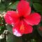 Hibiscus House Gambia
