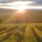 Wein- und Weitblick