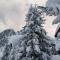 Apartment Alouette Riederalp