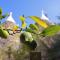 Trulli and Nature