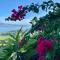 BAY VIEW MARTINIQUE