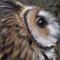 Owl Hut Cosy Ensuite Pod Snowdonia Coast Sleeps 2