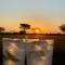 Africa Awaits Lodge & Safaris