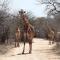 Kruger Riverside Lodge - No Load-shedding - Marloth Park