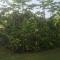 Green Zion Garden