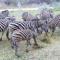 Kruger Riverside Lodge - No Load-shedding - Marloth Park