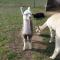 The Alpaca B&B