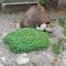 Safine B&B