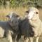 Dunstan Downs High Country Sheep Station