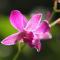 The Fiji Orchid - Lautoka