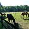 Große Ferienwohnung, auf Bauernhof mit Ponys und Pferden, ländli