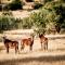 Glen Harry Game Reserve - Graaff-Reinet