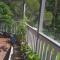Near to Everything Yet in a Rainforest setting