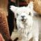 Alpaca Inn