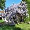 SAKURA - Fontaine-le-Comte