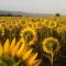 Appartamenti con cucina nelle colline toscane