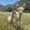 Alpacas Off Grid - House Truck - Takaka