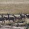 Letsatsi Game Lodge