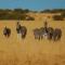 Letsatsi Game Lodge