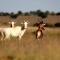 Letsatsi Game Lodge