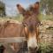 Alojamiento Rural Camino Beturia - Cabeza la Vaca