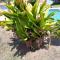 Sparkle Guest House - Self-Catering, Pool, Garden - مابوتو