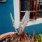 Woodii Guest House