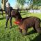 Waihi Gold Alpacas 1 or 2 people - 怀希