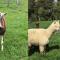 Waihi Gold Alpacas 1 or 2 people - 怀希