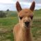 Waihi Gold Alpacas 1 or 2 people - Уэйай