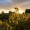 Jacaranda Wine And Guestfarm
