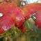 Les Jardins photo 8
