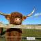 Glampods Glamping Pod - meet Highland Cows and Sheep Elgin