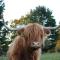 Glampods Glamping Pod - meet Highland Cows and Sheep Elgin