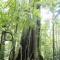 Finca Sueno de Osa