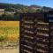 Gisborne Peak Winery Short Term Stays - Gisborne