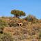 Rooiberg Wild Private Game Reserve Rooiberg Wild Private Game Reserve