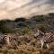 Rooiberg Wild Private Game Reserve - Ladismith